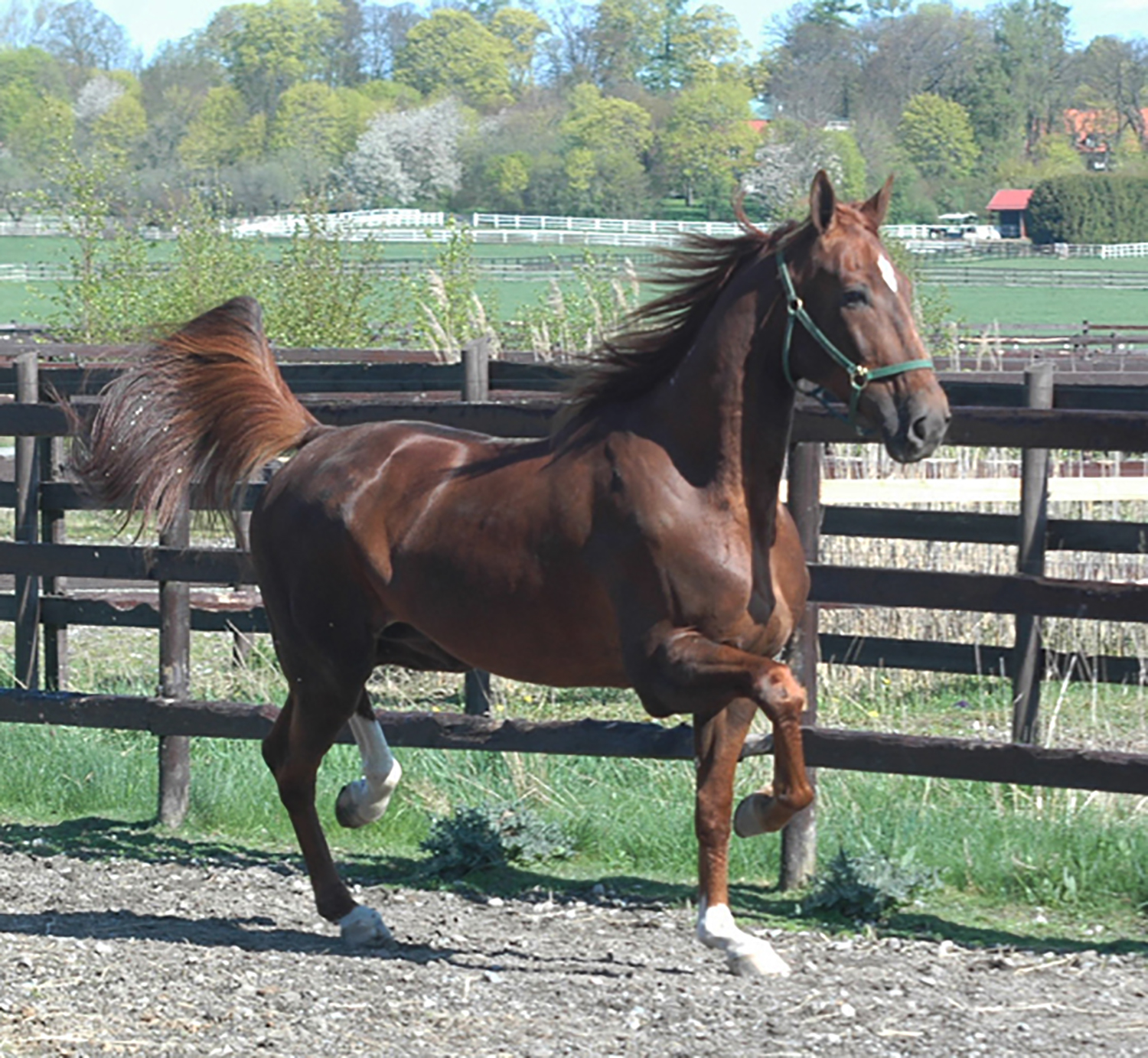 Nimbus C.D. Foto: A.Lindblom